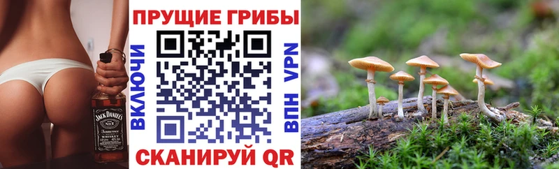 Псилоцибиновые грибы Psilocybine cubensis  Кизилюрт 