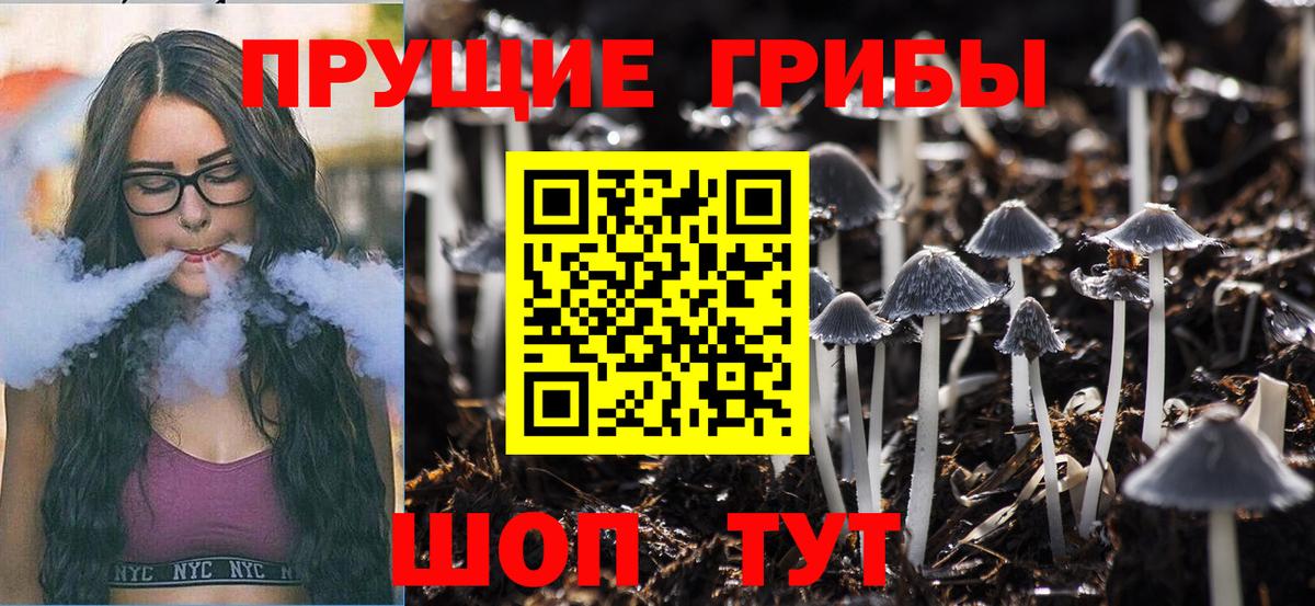 хочу   Кизилюрт  Галлюциногенные грибы Magic Shrooms 