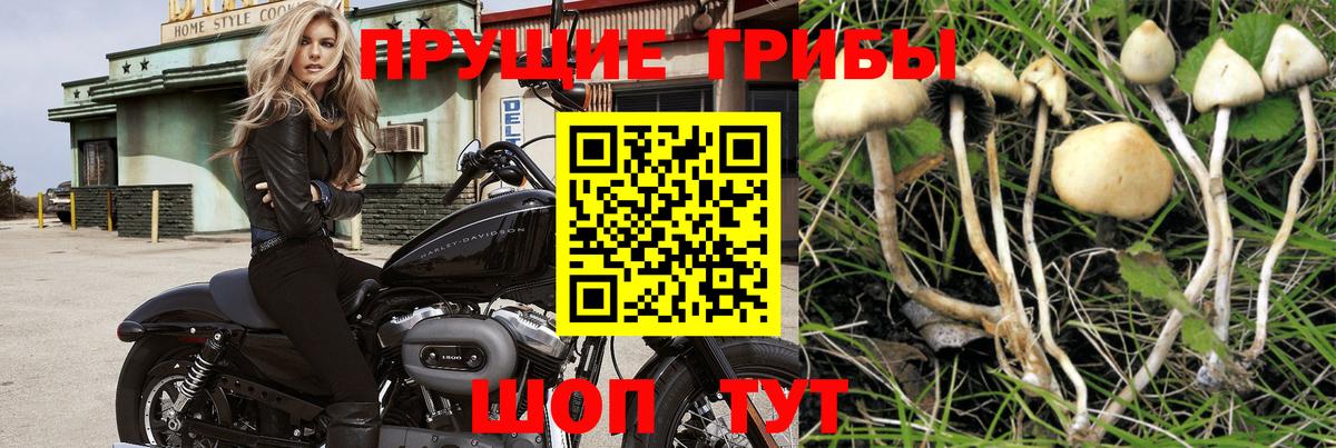 Псилоцибиновые грибы Psilocybine cubensis Кизилюрт